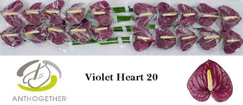 Срезанные цветы оптом Anthurium violet heart от 20шт из Голландии с доставкой по России