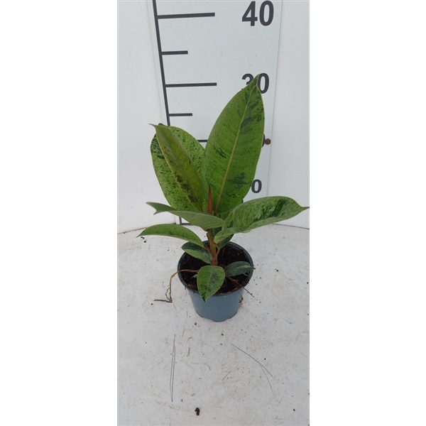 Горшечные цветы и растения оптом Ficus El  Shivereana от 12шт из Голландии с доставкой по России