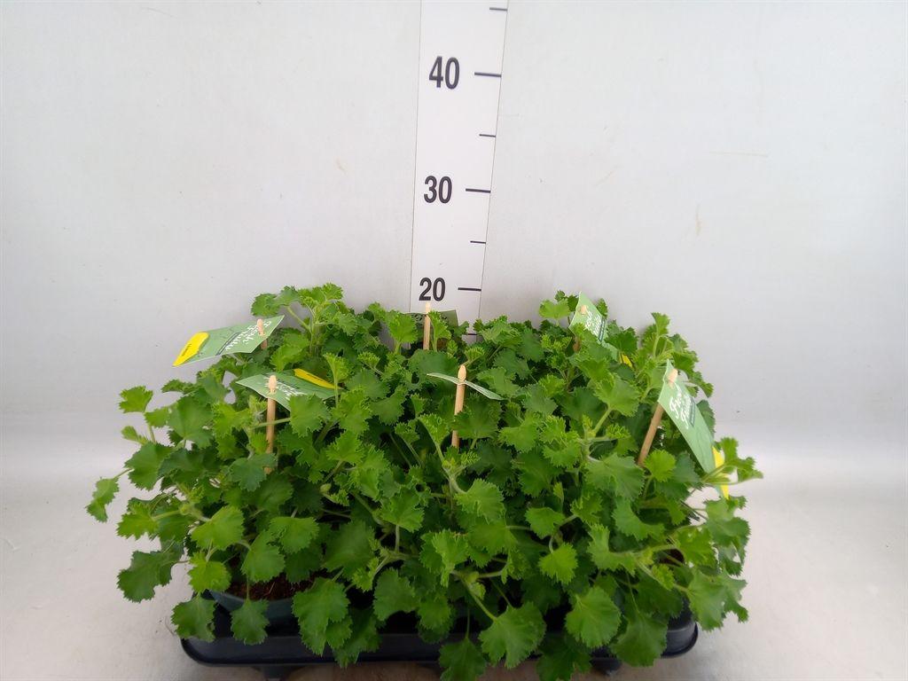 Горшечные цветы и растения оптом Pelargonium   ...mix Smelling от 6шт из Голландии с доставкой по России