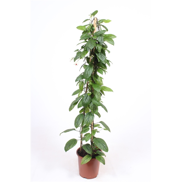 Горшечные цветы и растения оптом Clerodendrum Thomsoniae от 1шт из Голландии с доставкой по России