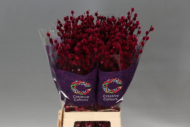 Срезанные цветы оптом Salix paint pussy willow bordeaux от 200шт из Голландии с доставкой по России
