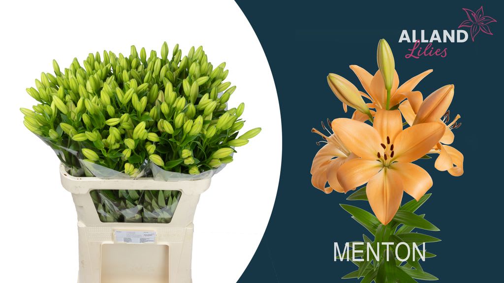 Срезанные цветы оптом Lilium la menton от 60шт из Голландии с доставкой по России