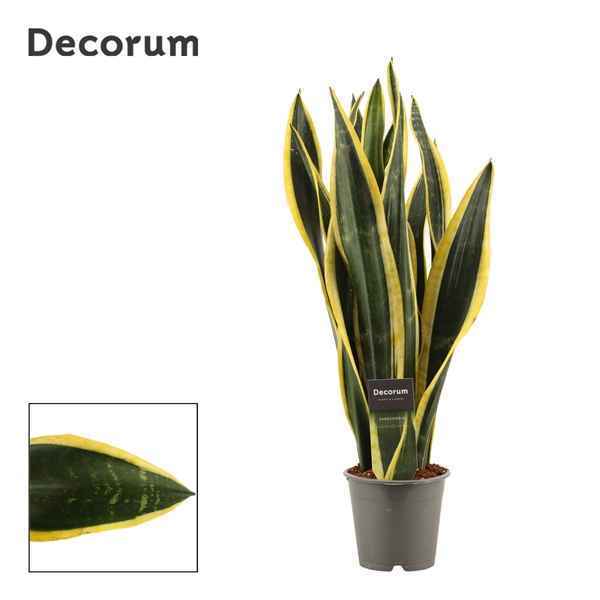 Горшечные цветы и растения оптом Sansevieria Black Gold (decorum) от 10шт из Голландии с доставкой по России