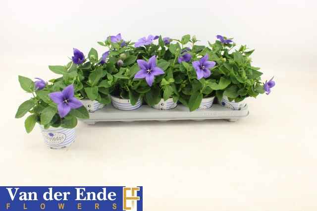 Горшечные цветы и растения оптом Platyco Gr Pst Blue от 10шт из Голландии с доставкой по России