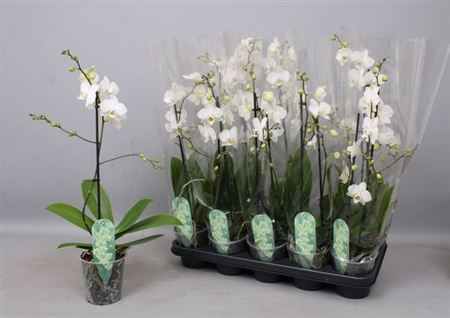 Горшечные цветы и растения оптом ** Phal Mf An Venice 1 Branche 12+ Winter Promo от 10шт из Голландии с доставкой по России Горшечные цветы и растения оптом ** Phal Mf An Venice 1 Branche 12+ Winter Promo от 10шт из Голландии с доставкой по России