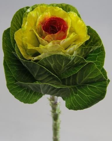 Срезанные цветы оптом Brassica paint yellow + red eye от 30шт из Голландии с доставкой по России