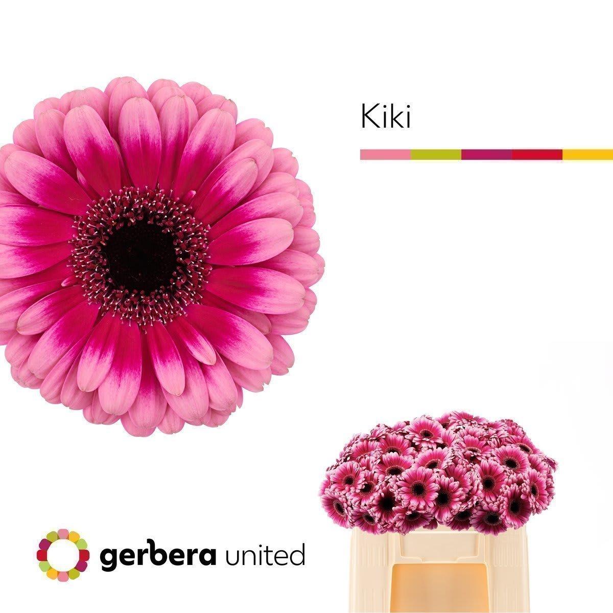 Срезанные цветы оптом Germini kiki от 80шт из Голландии с доставкой по России