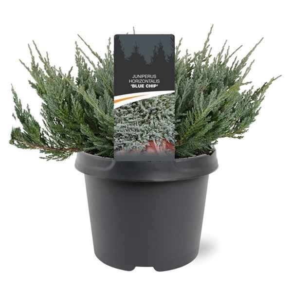 Горшечные цветы и растения оптом Juniperus Hor Blue Chip от 1шт из Голландии с доставкой по России