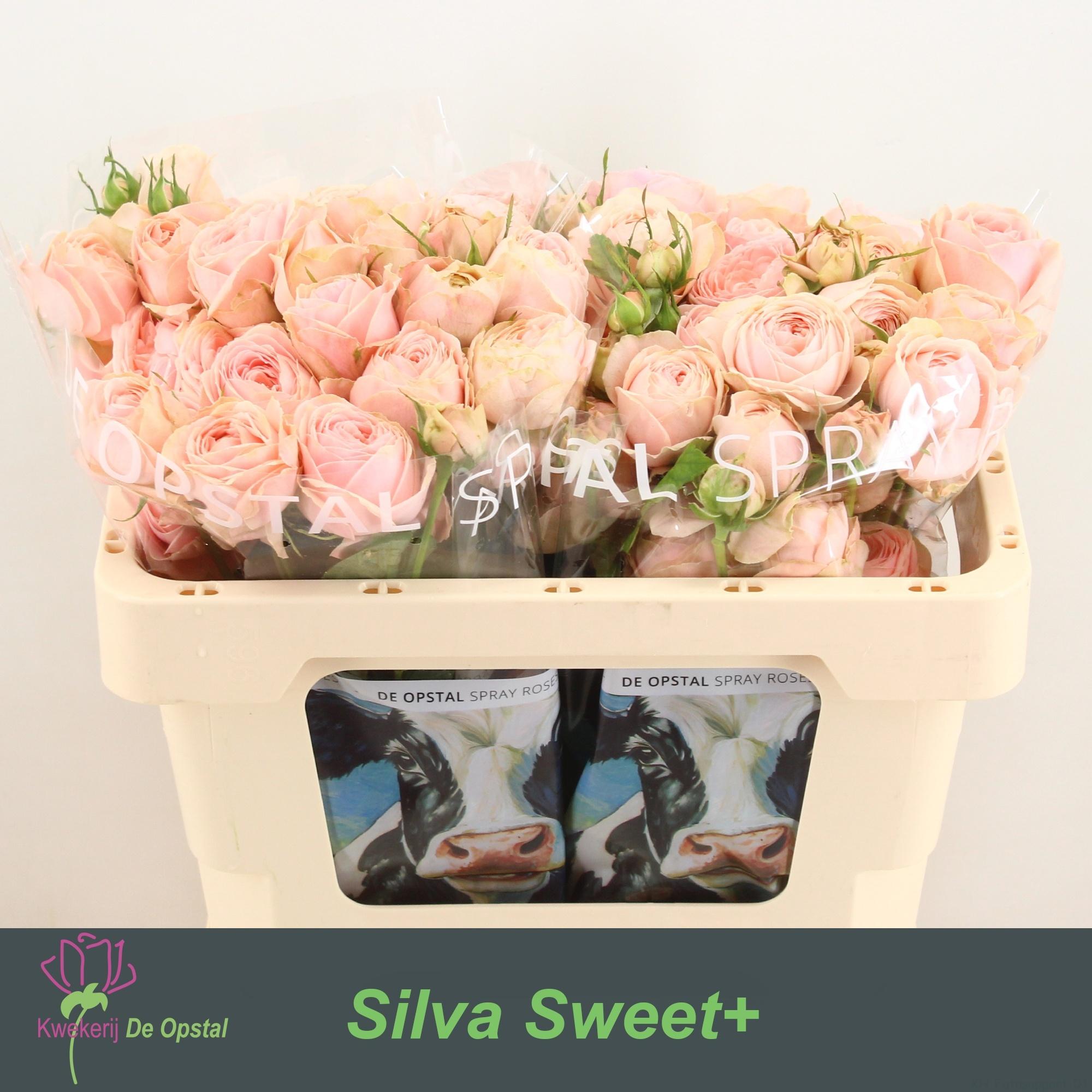 Срезанные цветы оптом Rosa spray silva sweet+ от 20шт из Голландии с доставкой по России