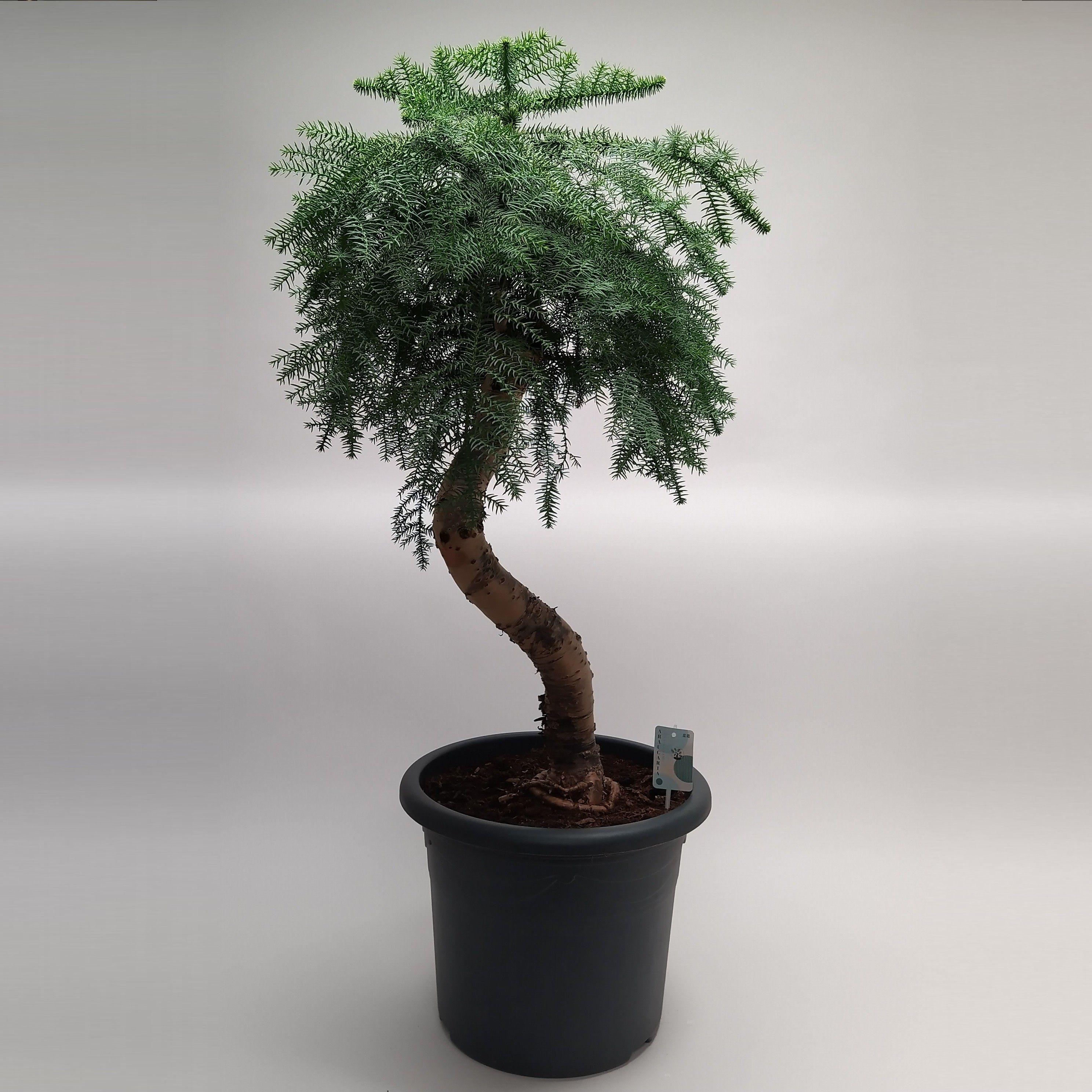 Горшечные цветы и растения оптом Bonsai Araucaria Cunninghammii от 1шт из Голландии с доставкой по России