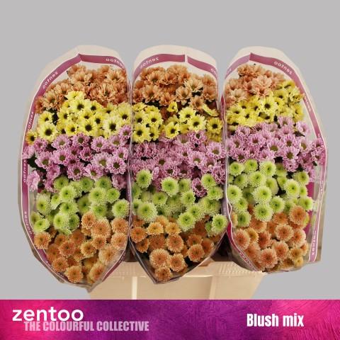 Срезанные цветы оптом Chrys sa mix от 75шт. из Голландии с доставкой по России