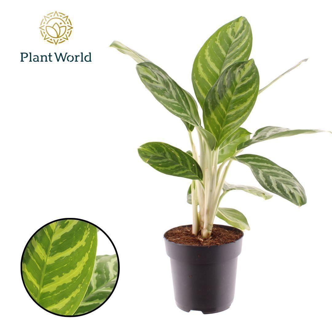 Горшечные цветы и растения оптом Aglaonema Legacy от 6шт из Голландии с доставкой по России