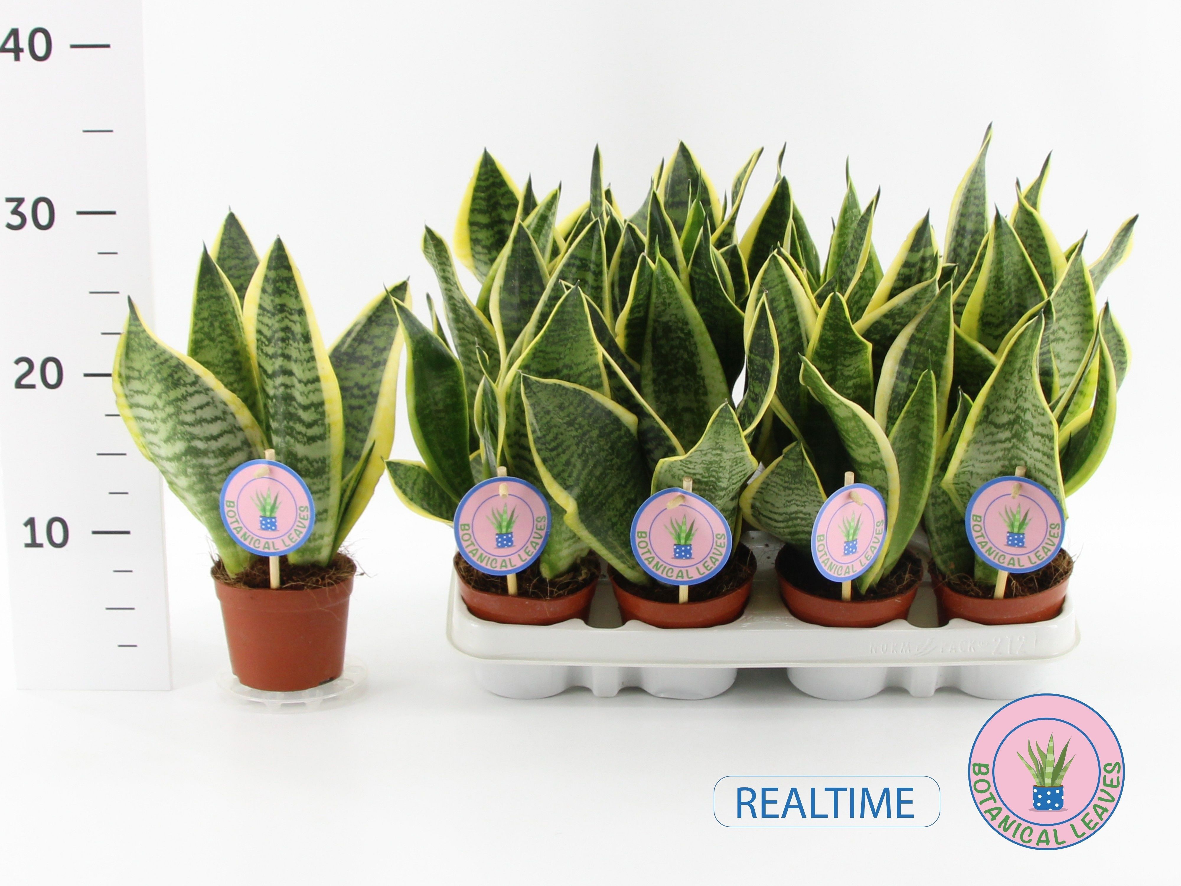 Горшечные цветы и растения оптом Sansev Futura Superb от 12шт (для телеги) из Голландии с доставкой по России