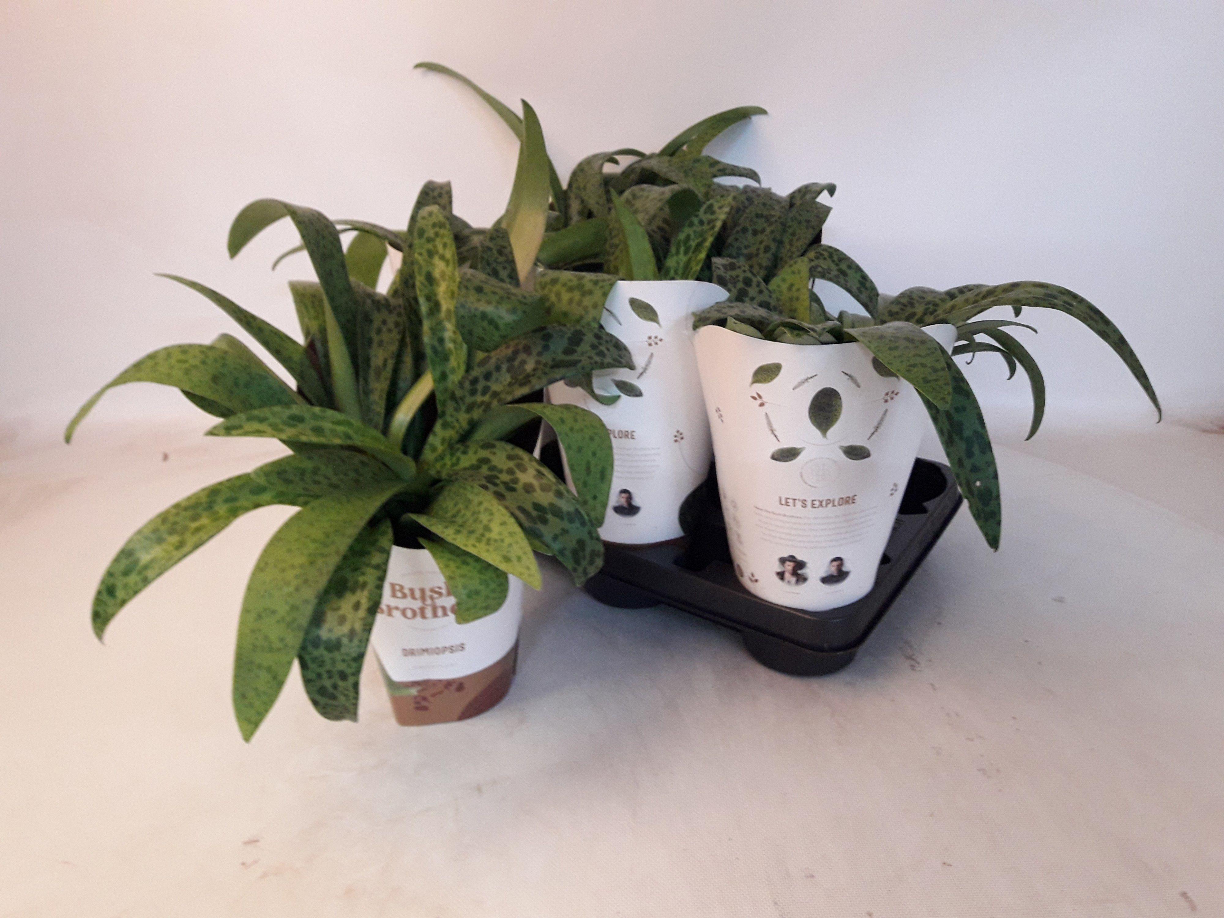 Горшечные цветы и растения оптом Drimiopsis Maculata от 6шт из Голландии с доставкой по России