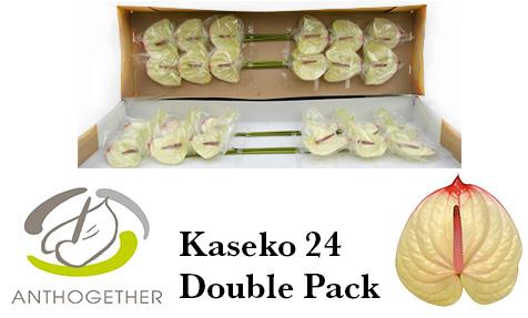 Срезанные цветы оптом Anthurium kaseko от 24шт. из Голландии с доставкой по России