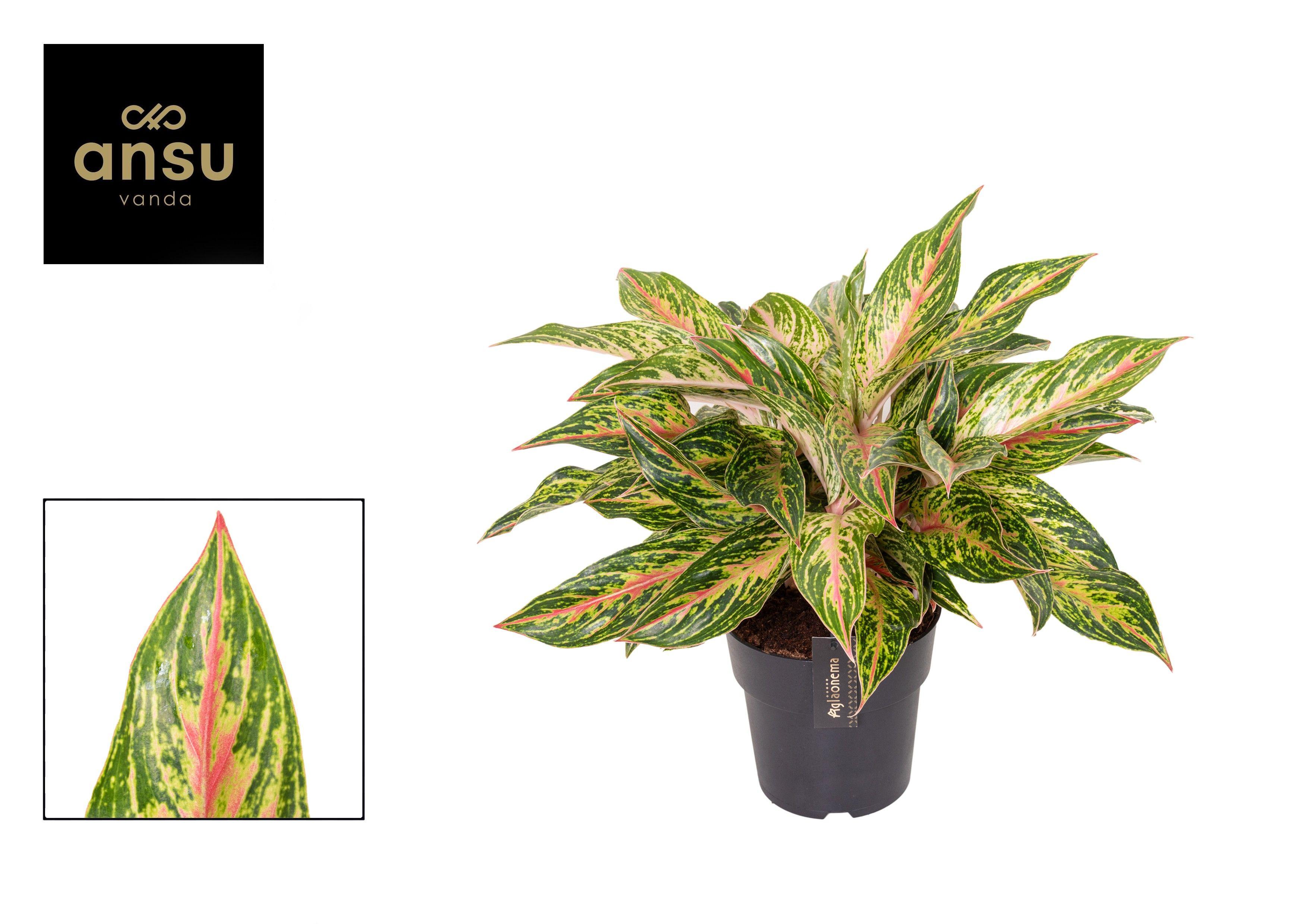 Горшечные цветы и растения оптом Aglaonema Twiggy Red от 3шт из Голландии с доставкой по России