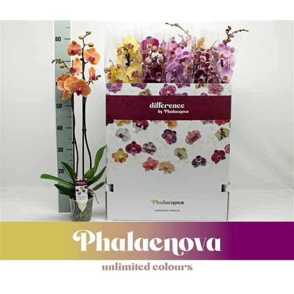Горшечные цветы и растения оптом Phal 2st Mix 16+ (phalaenova) от 12шт из Голландии с доставкой по России