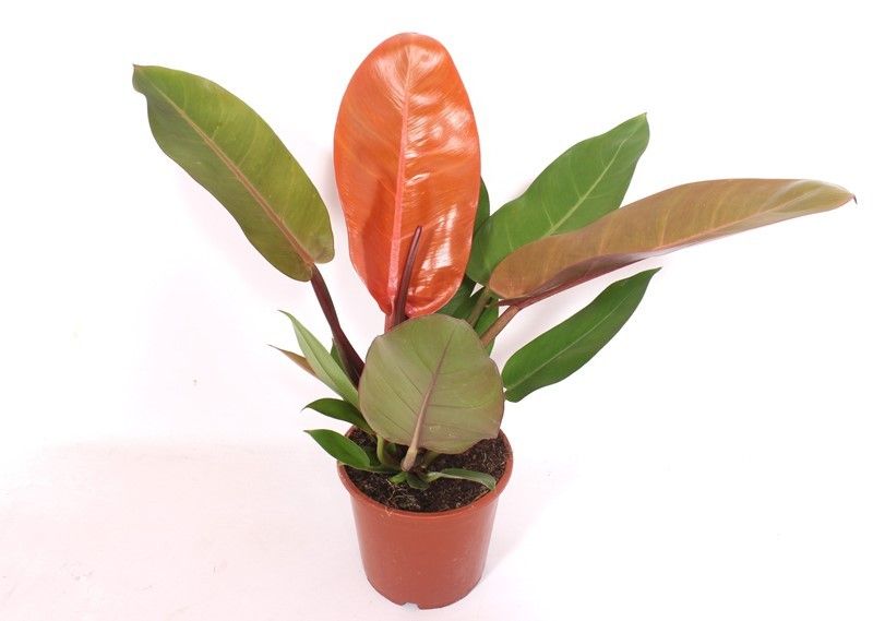 Горшечные цветы и растения оптом Philodendron Prince Of Orange от 6шт из Голландии с доставкой по России