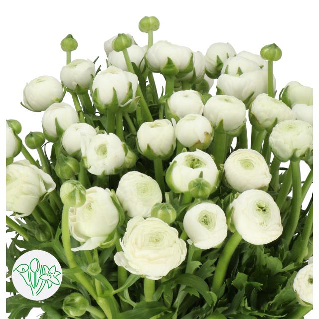 Срезанные цветы оптом Ranunculus aazur white от 80шт из Голландии с доставкой по России