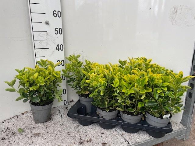 Горшечные цветы и растения оптом Euonymus Japonicus от 8шт из Голландии с доставкой по России