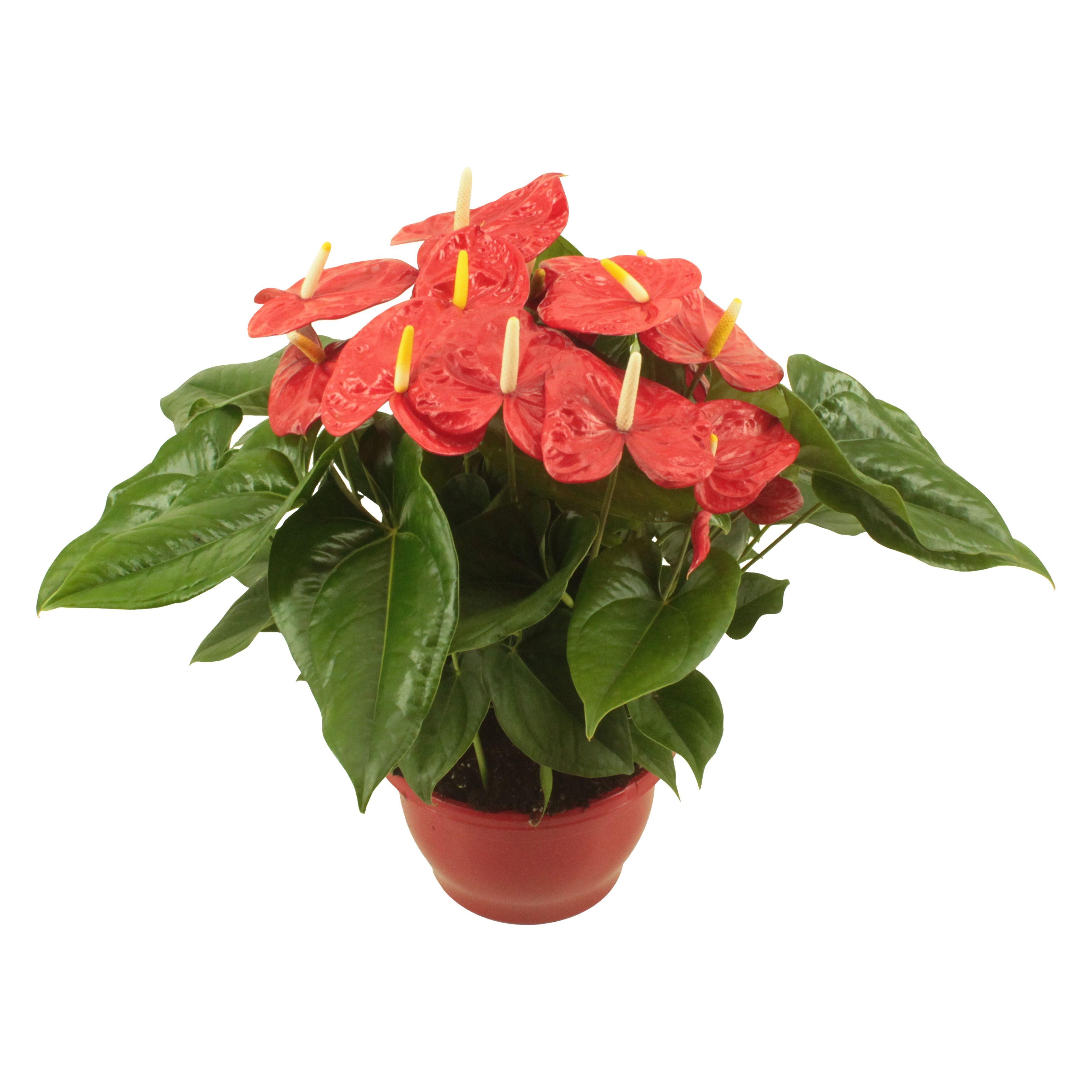 Горшечные цветы и растения оптом Anth An Aloha Red Bowl от 4шт из Голландии с доставкой по России