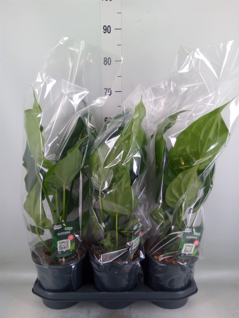 Горшечные цветы и растения оптом Alocasia Cucullata от 3шт (для телеги) из Голландии с доставкой по России