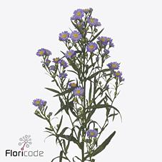 Срезанные цветы оптом Aster teeny tiny blue от 100шт из Голландии с доставкой по России