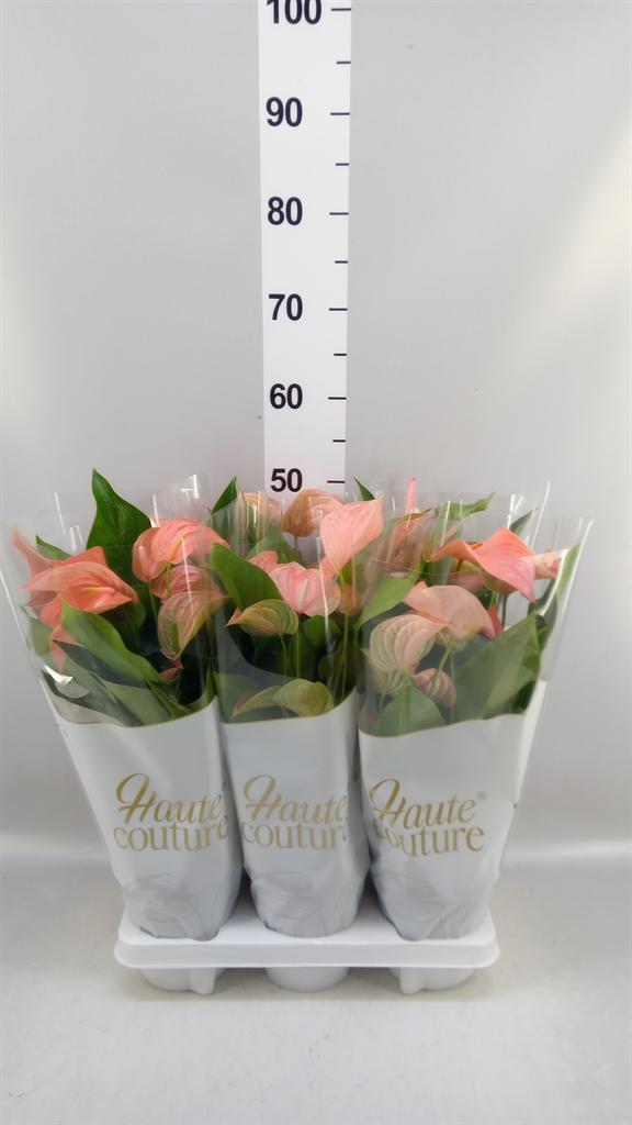 Горшечные цветы и растения оптом Anthurium Andr. fc Festivo Lux от 6шт из Голландии с доставкой по России