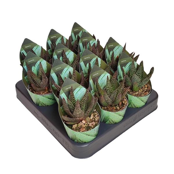 Горшечные цветы и растения оптом Gasterhaworthia Royal Highness от 12шт (для телеги) из Голландии с доставкой по России