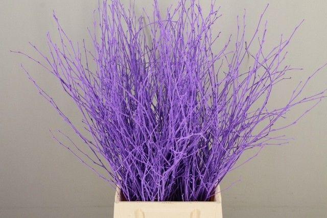 Срезанные цветы оптом Betula paint milka от 10шт из Голландии с доставкой по России