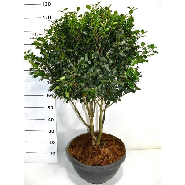 Горшечные цветы и растения оптом Camellia Sasanqua от 1шт из Голландии с доставкой по России