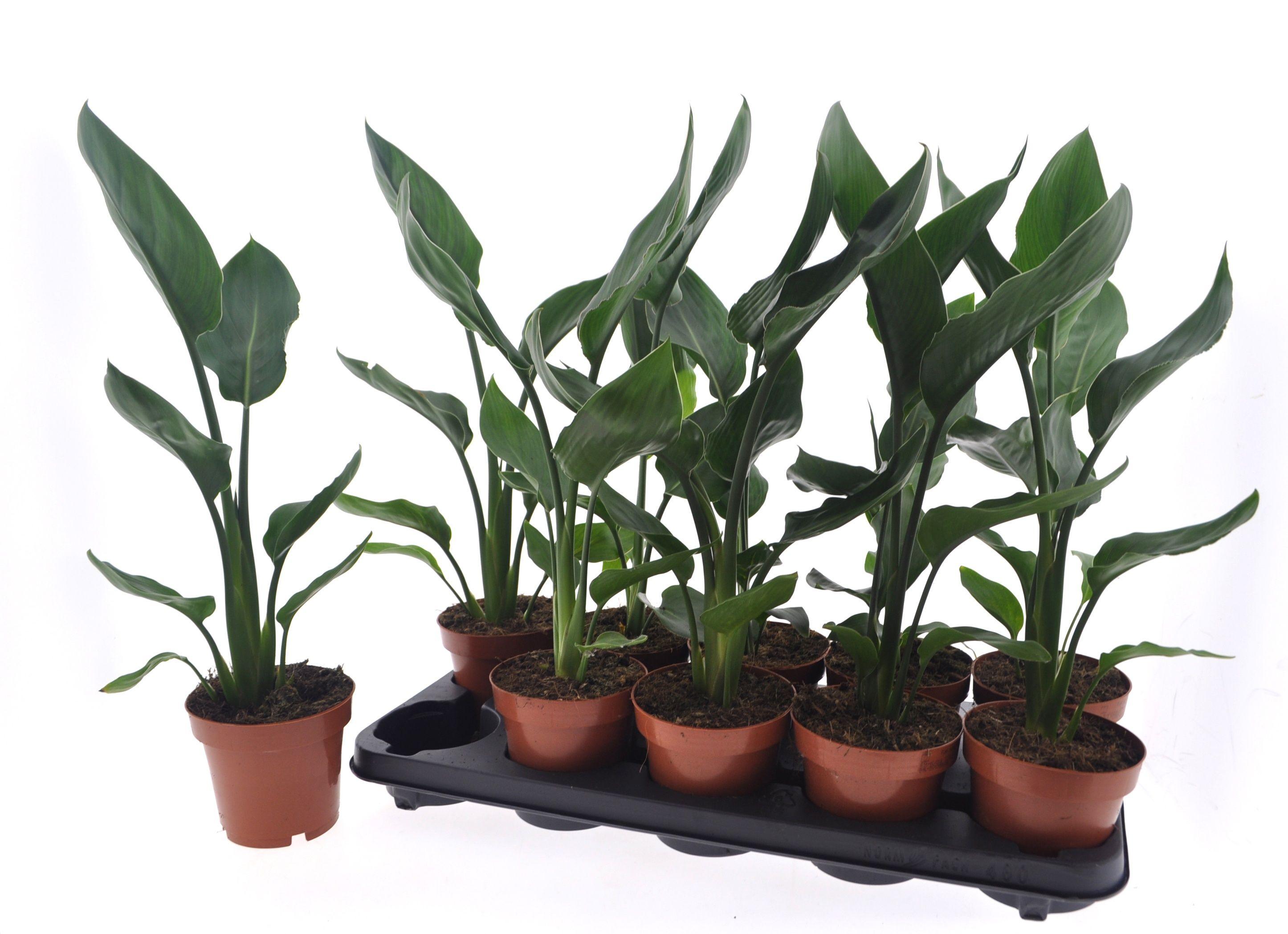 Горшечные цветы и растения оптом Strelitzia Reginae от 10шт из Голландии с доставкой по России