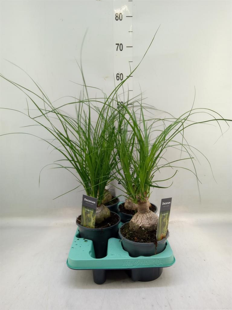 Горшечные цветы и растения оптом Beaucarnea Recurvata от 4шт из Голландии с доставкой по России