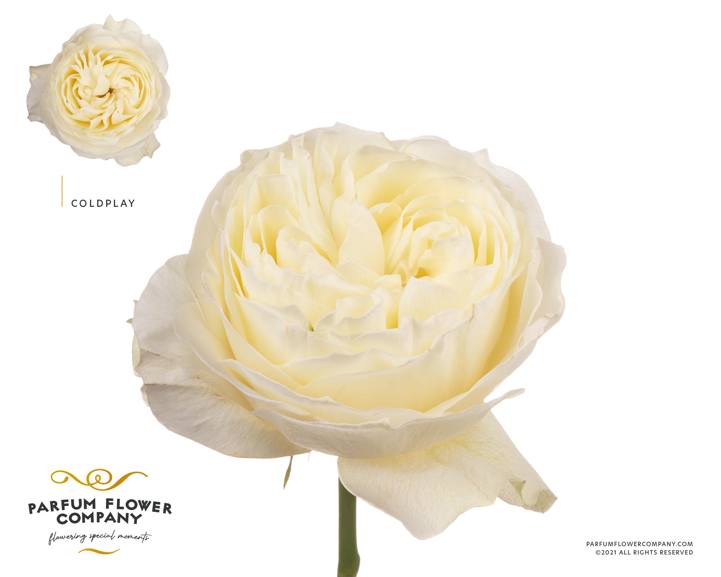 Срезанные цветы оптом Rosa garden coldplay от 12шт из Голландии с доставкой по России