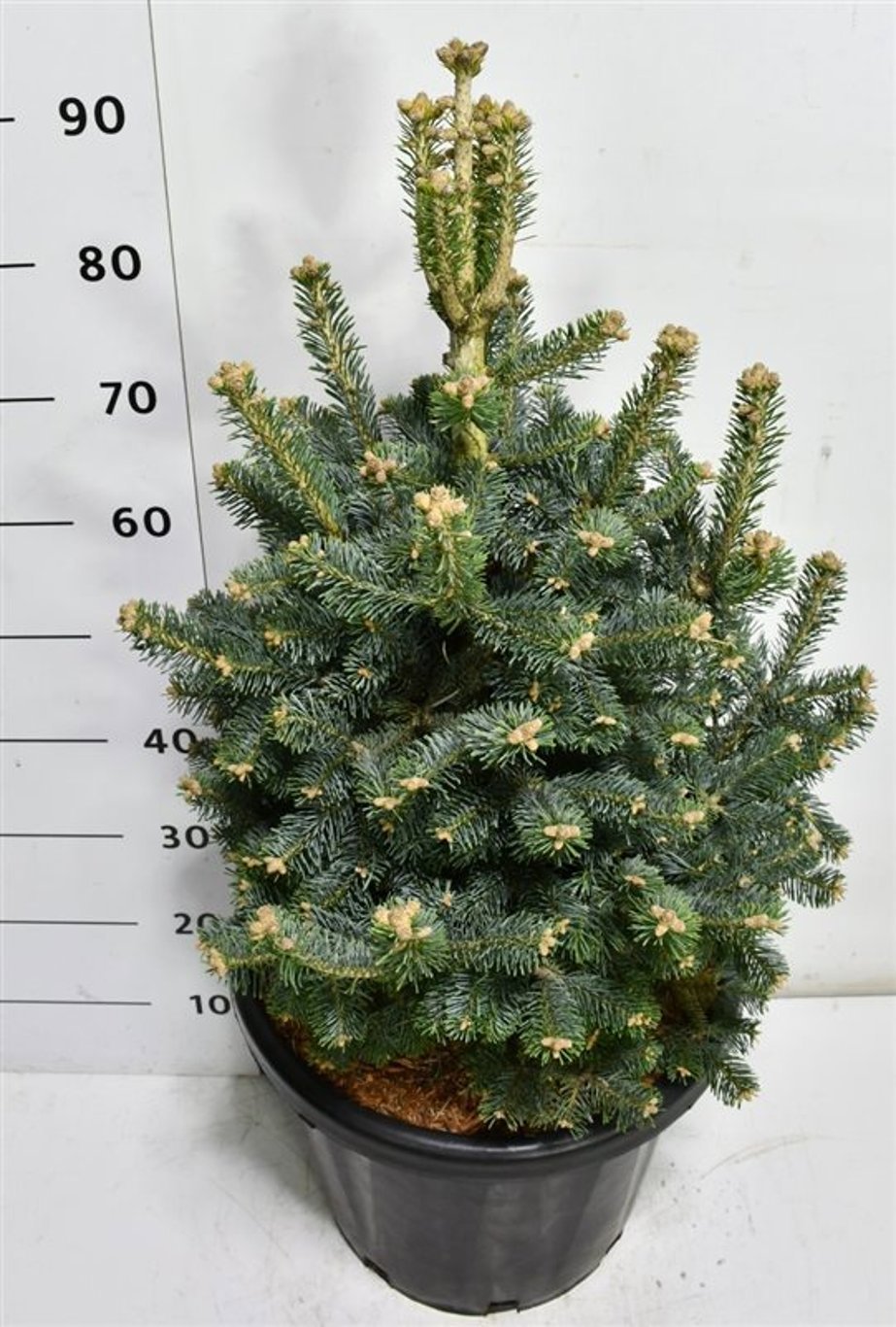 Горшечные цветы и растения оптом Abies Lasiocarpa Compacta от 1шт из Голландии с доставкой по России