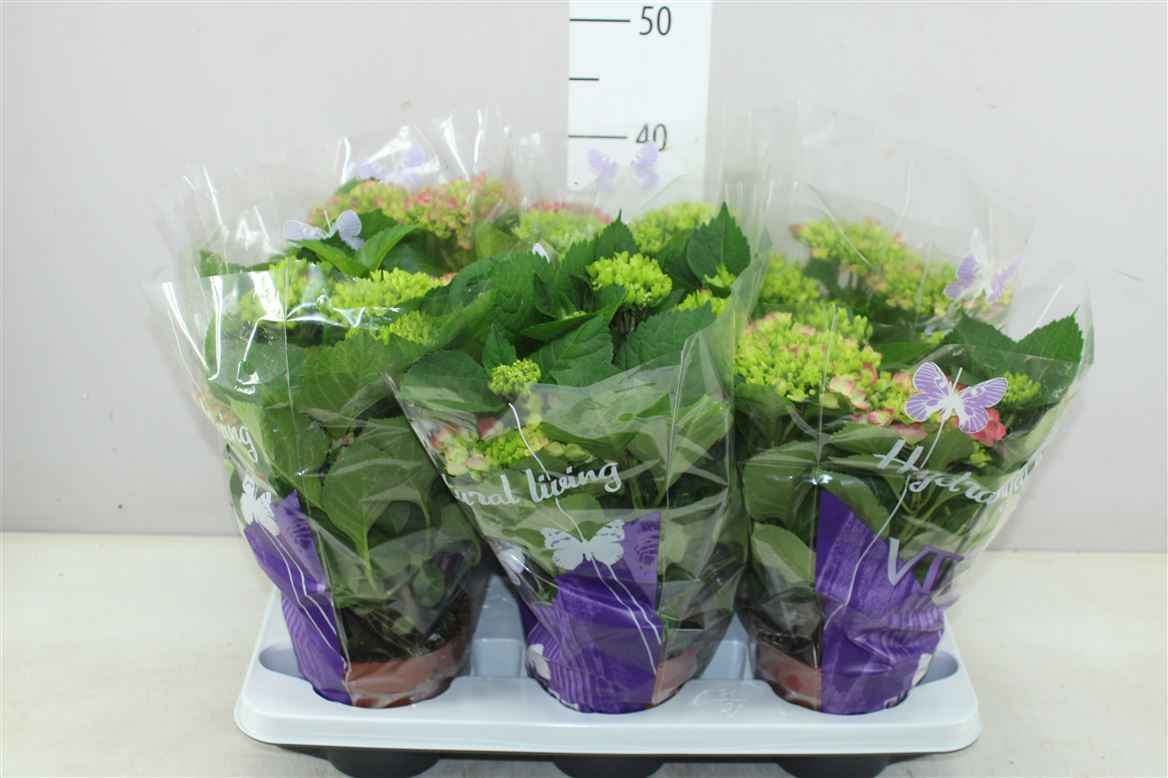 Горшечные цветы и растения оптом Hydrangea Amsterdam Rood 5-7 от 6шт из Голландии с доставкой по России