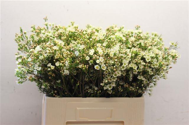 Срезанные цветы оптом Chamelaucium blondie от 75шт из Голландии с доставкой по России