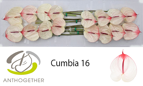 Срезанные цветы оптом Anthurium cumbia от 16шт из Голландии с доставкой по России