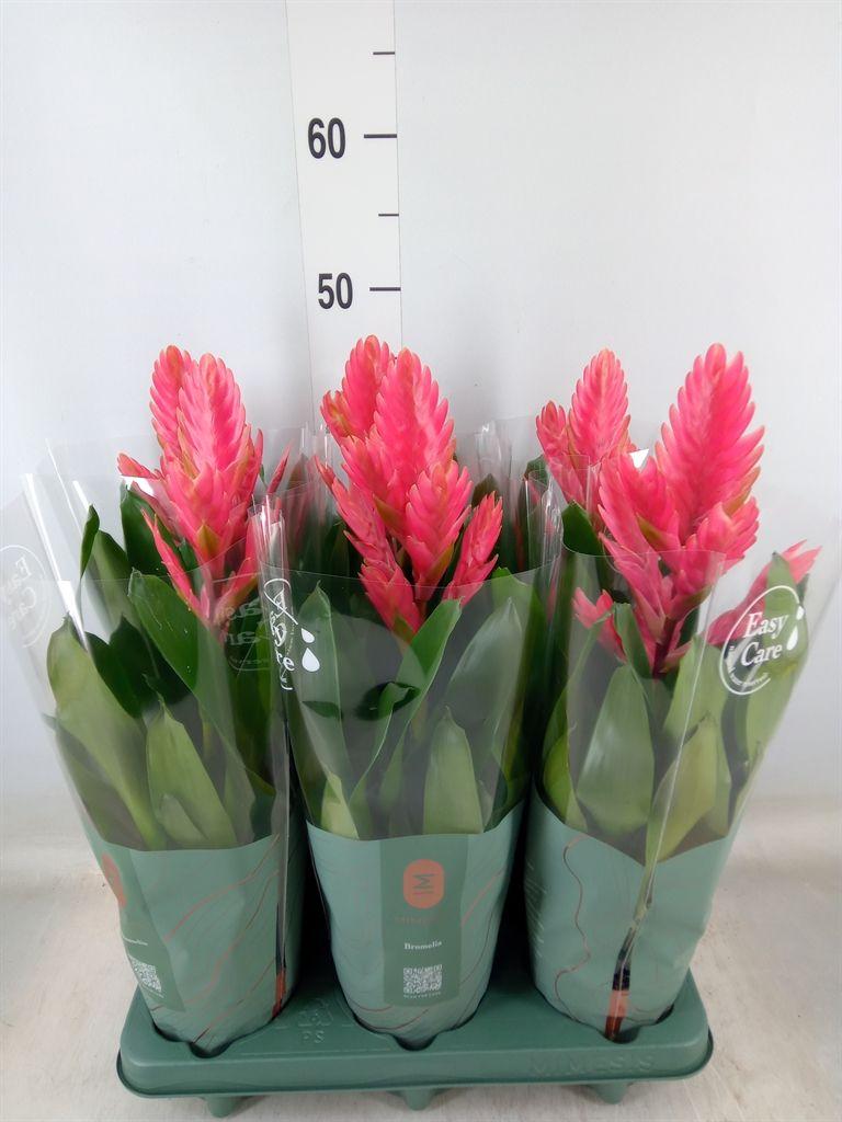 Горшечные цветы и растения оптом Vriesea   ... от 6шт из Голландии с доставкой по России