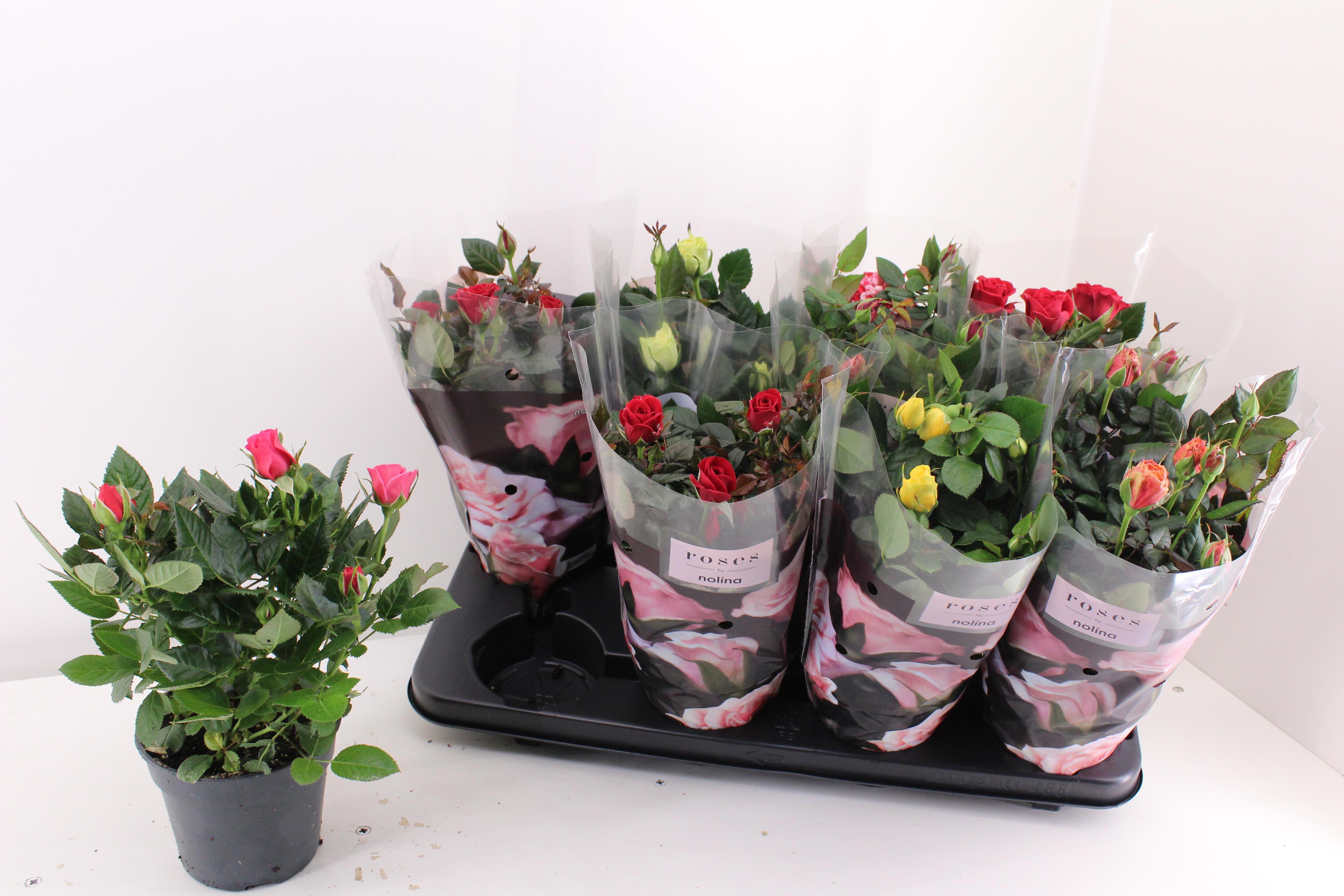 Горшечные цветы и растения оптом Ro Pathit Gem 6 Srt от 8шт из Голландии с доставкой по России