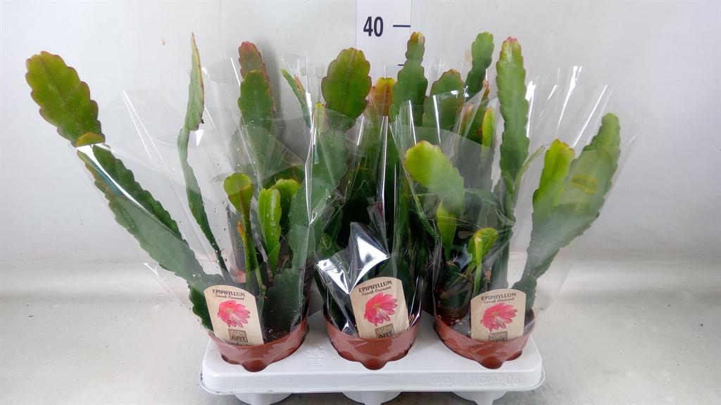 Горшечные цветы и растения оптом Epiphyllum   ... от 6шт из Голландии с доставкой по России