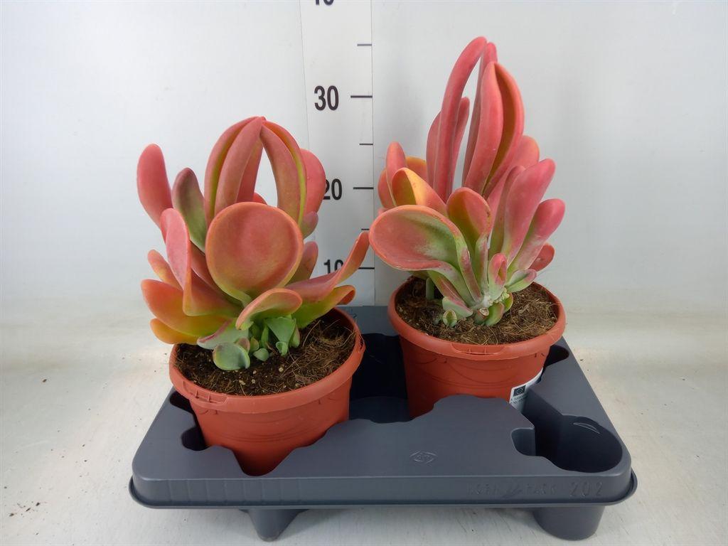 Горшечные цветы и растения оптом Kalanchoe Nf   ... от 2шт из Голландии с доставкой по России