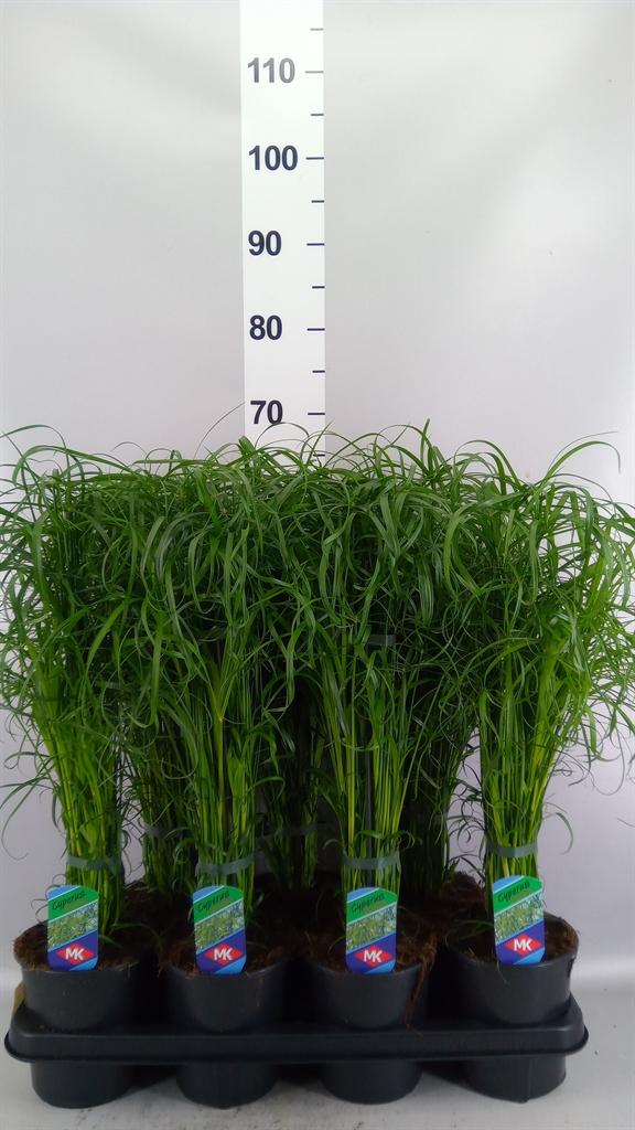 Горшечные цветы и растения оптом Cyperus Alternifolius от 7шт из Голландии с доставкой по России