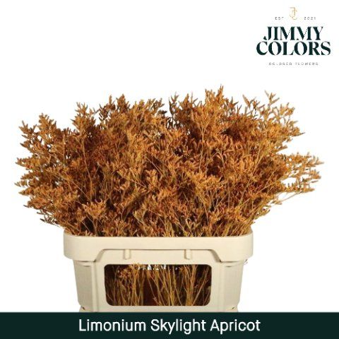 Срезанные цветы оптом Limonium skylight paint apricot от 25шт из Голландии с доставкой по России