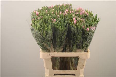 Срезанные цветы оптом Clarkia pink от 150шт из Голландии с доставкой по России