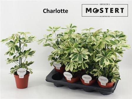 Горшечные цветы и растения оптом Schefflera Charlotte от 8шт из Голландии с доставкой по России