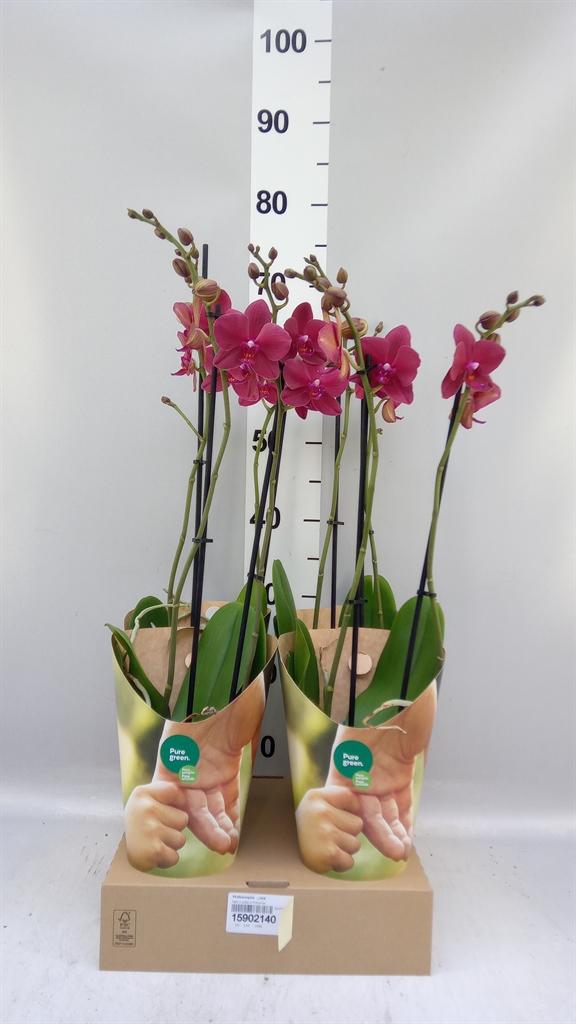 Горшечные цветы и растения оптом Phalaenopsis ...red от 4шт из Голландии с доставкой по России