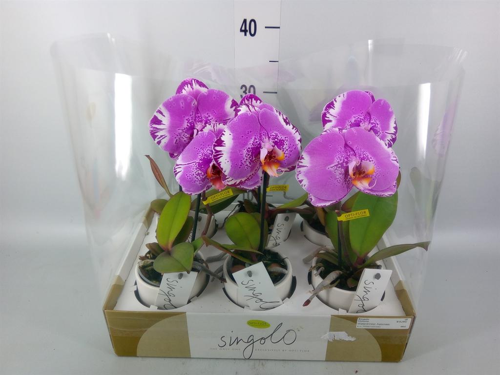 Горшечные цветы и растения оптом Phalaenopsis   ... от 6шт (для телеги) из Голландии с доставкой по России