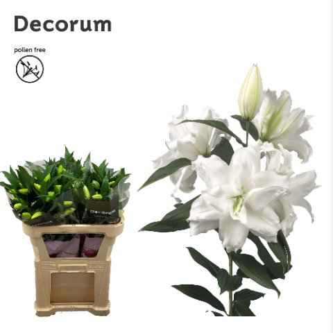 Срезанные цветы оптом Lilium or dbl roselily dejima от 40шт из Голландии с доставкой по России