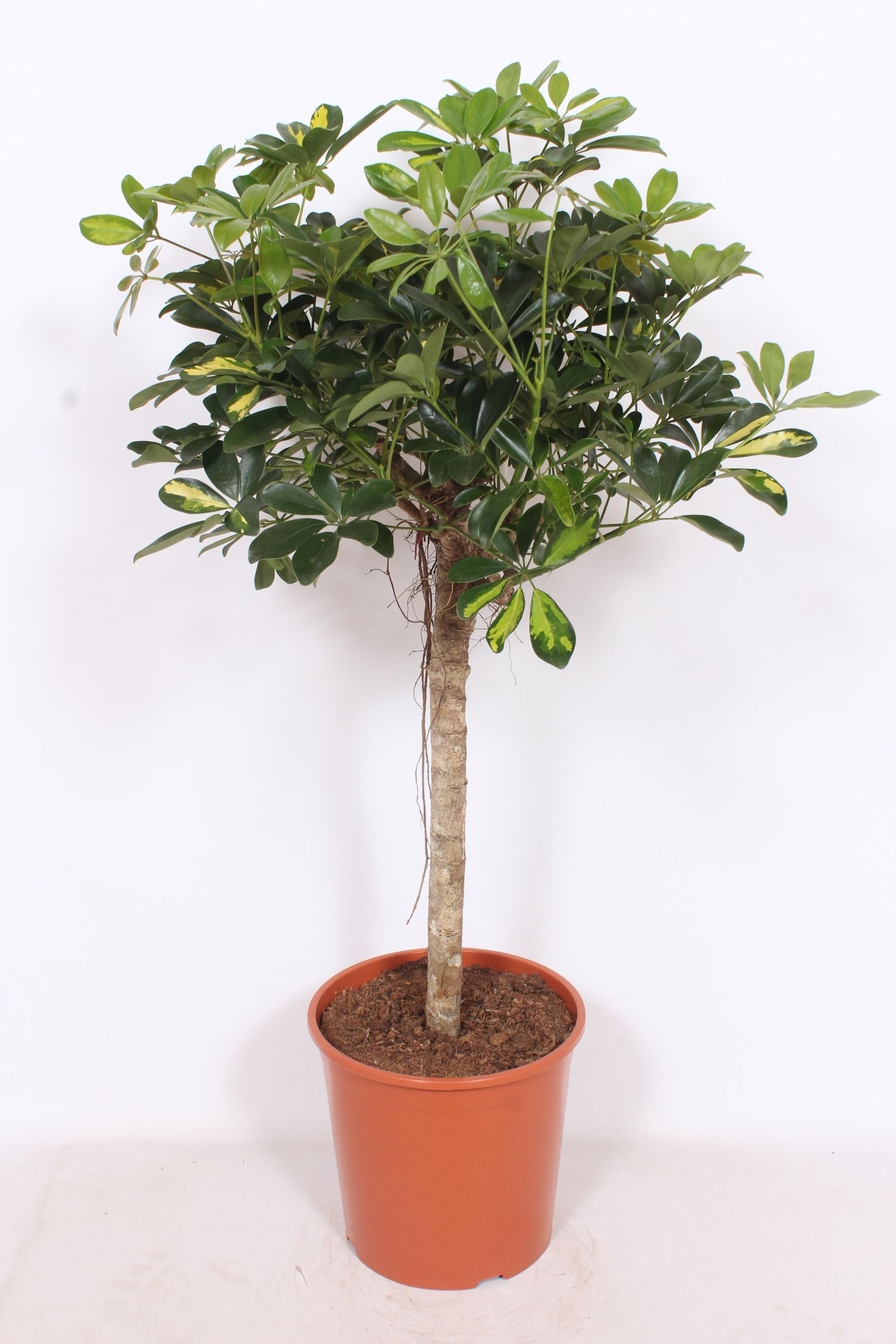 Горшечные цветы и растения оптом Schefflera Gold Capella On Stem от 1шт из Голландии с доставкой по России